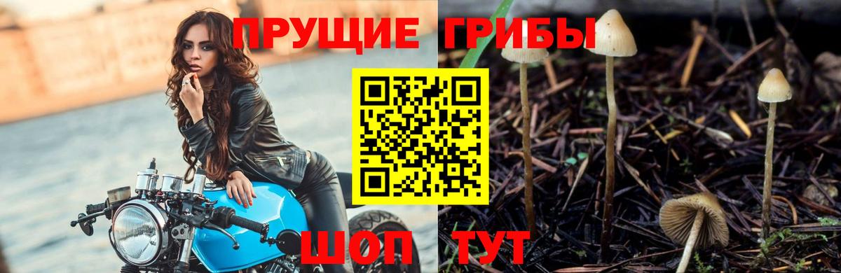 как найти   Вход с VPN  Владимир  Галлюциногенные грибы Cubensis 